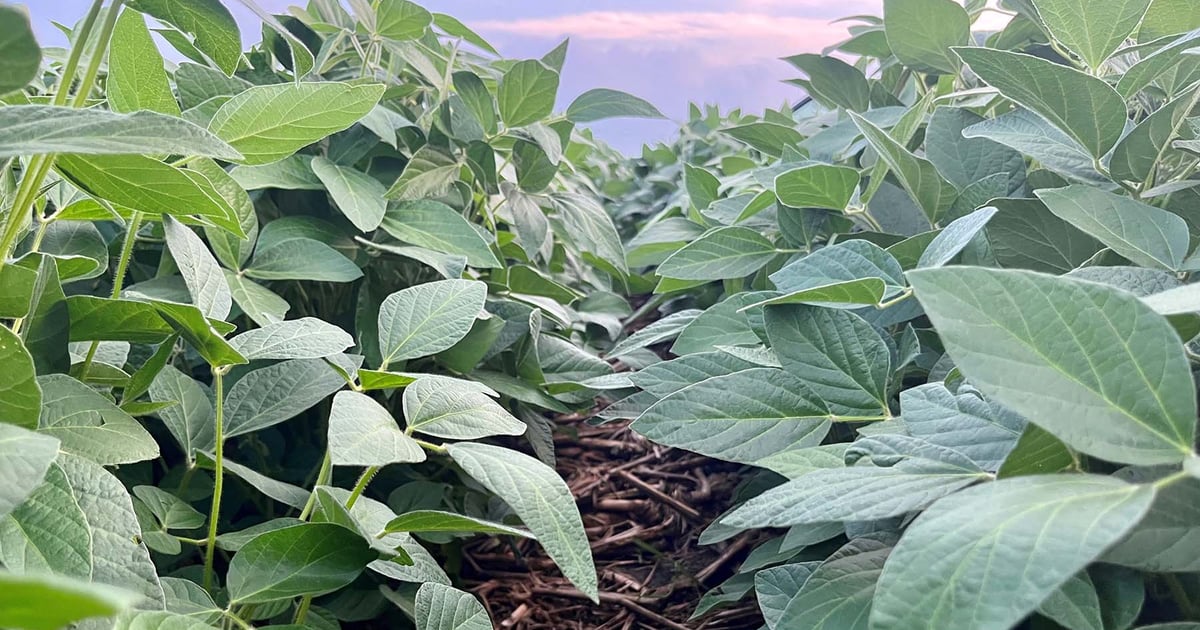 Wet weather pushes early nitrogen applications