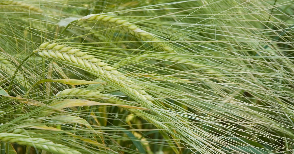 Montana barley growers affirm Mexico relationship