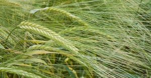closeup of barley plants