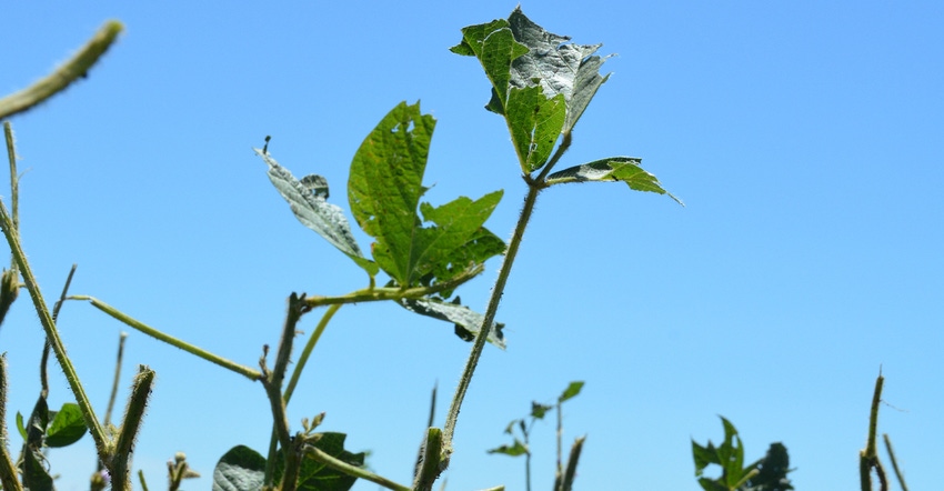 hail-battered leaf on a soybean stem 