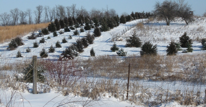 Windbreak made with multiple rows of conifers 
