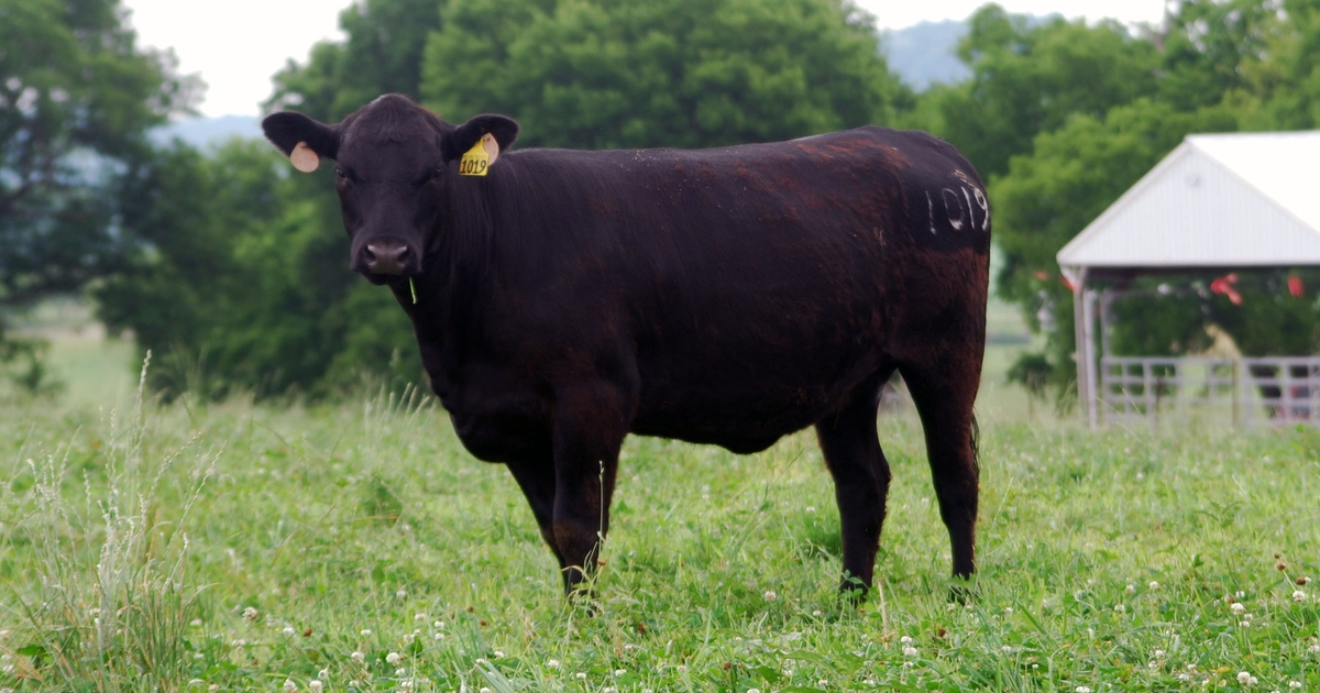 What is the relative value of breeding cows?