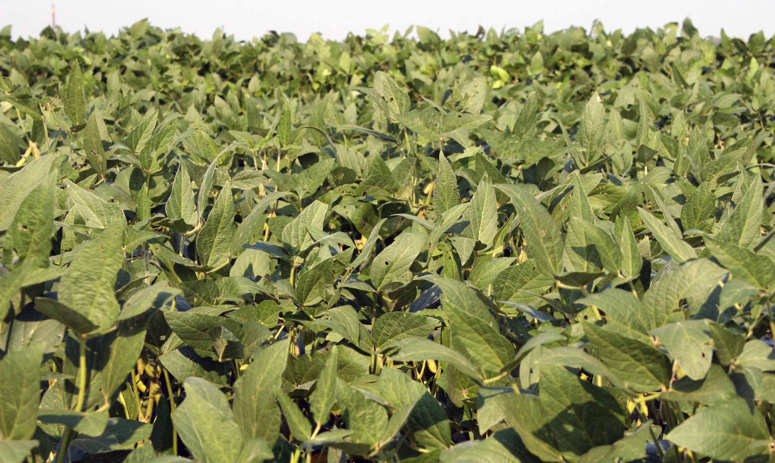 Engenia herbicide from BASF now registered by EPA