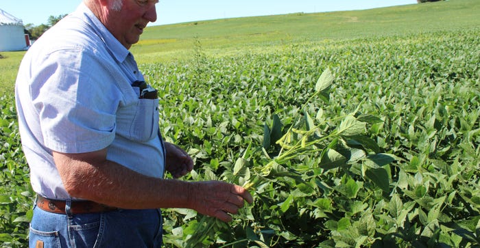 Keith Dennis holding soybean plant