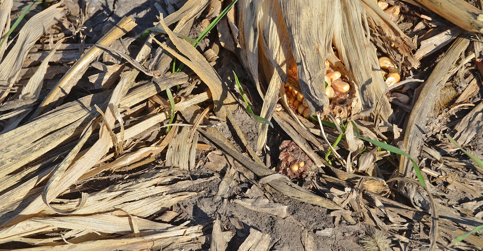 Cover Crops May Not Provide Soil Health Benefits This Year   Cover Crops Field WARD 0115W1 1842A 5 0 