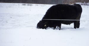 Close up of cattle grazing in the snow