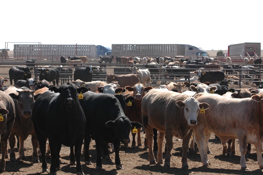 10-29-20 feedlot Dawn Ctl Fdr007_0.JPG 10-29-20 feedlot Dawn Ctl Fdr007_0.JPG