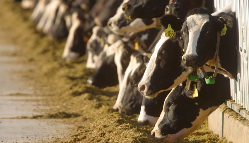 Dairy cows Dairy cows