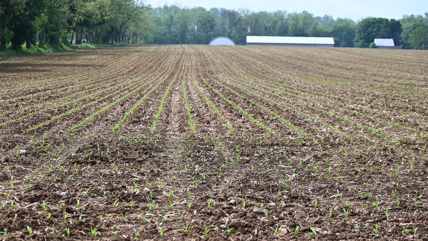 Corn emerging in field