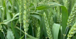 Closeup of wheat in field starting to flower
