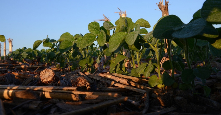 soybeans-in-stubble.jpg