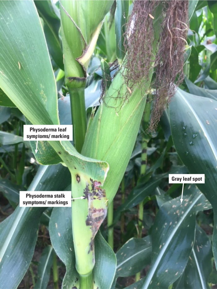 physoderma symptoms and gray leaf spot lesions on corn leaf