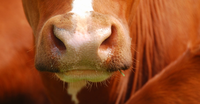 red cow's nose