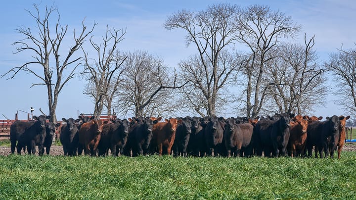 Why 25 heifers are better than 10 as replacement options