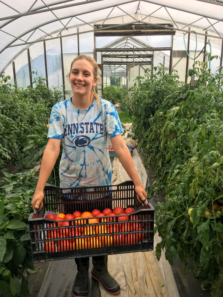 A young women holds a crate of freshly harvest tomatoes from plants grown in a greenhouse