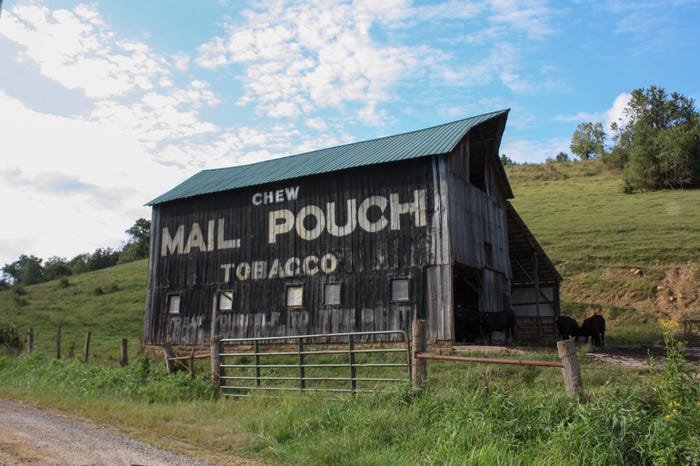 Mail Pouch Tobacco advertising on the side of a barn with cattle roaming at the barn's entrance