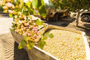WFP-TF-pistachio-harvest1.jpg