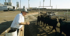 Male rancher watching cattle run through gate of feedlot
