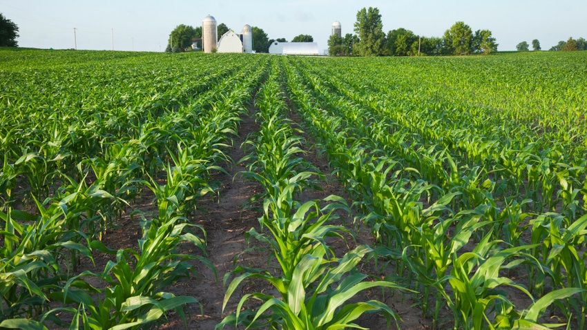 rows of young corn with farm in background