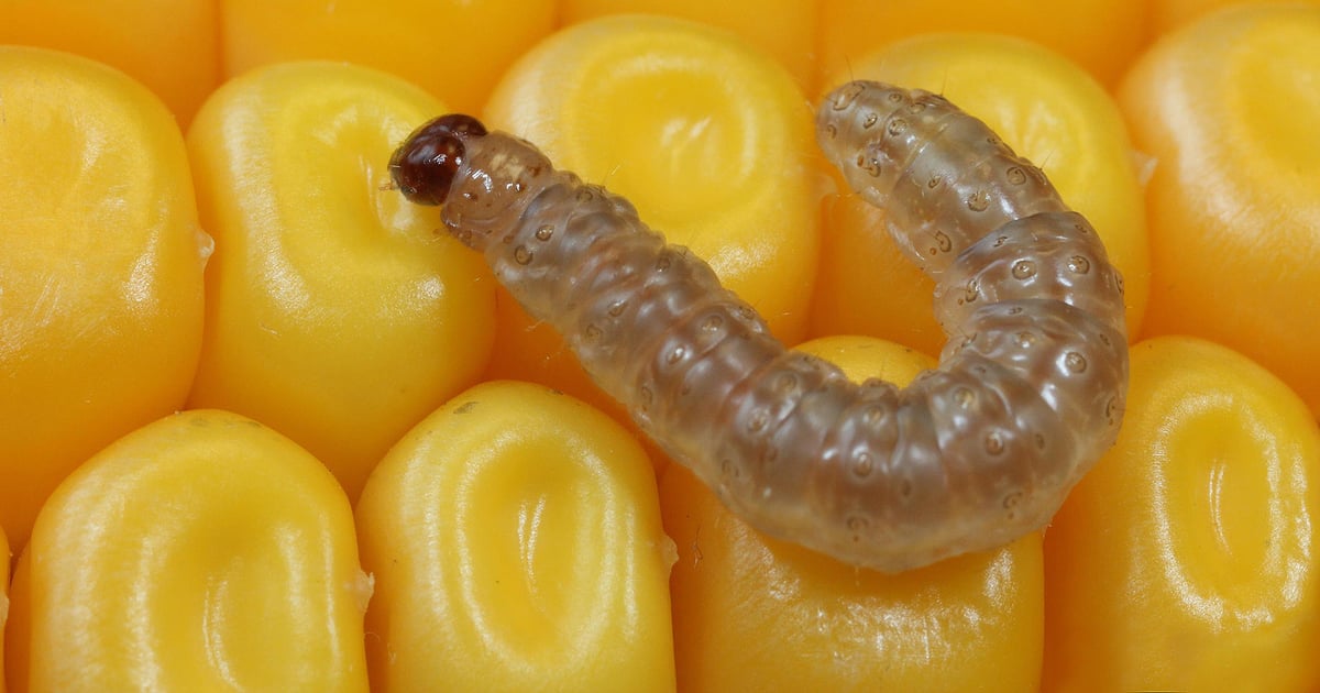 Resistance to Bt corn identified: What does it mean?