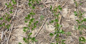 young soybean plants
