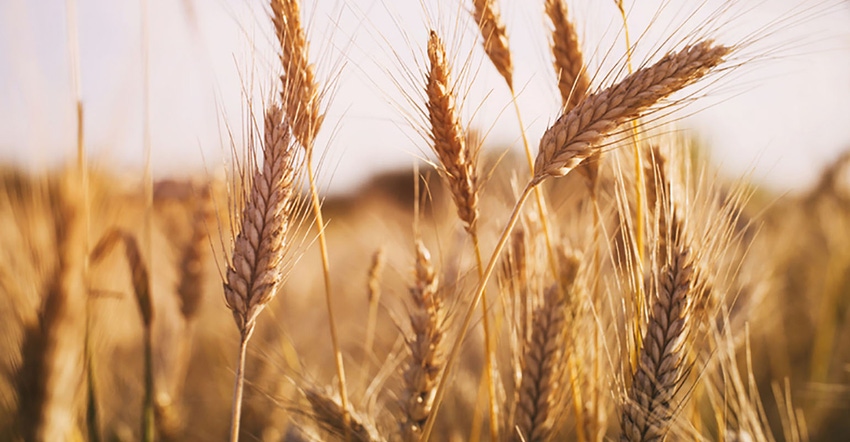 wheat field in summer sunset light