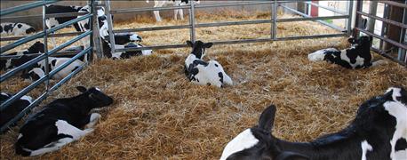 keeping_dairy_calves_hydrated_challenge_1_635893594427604000.jpg