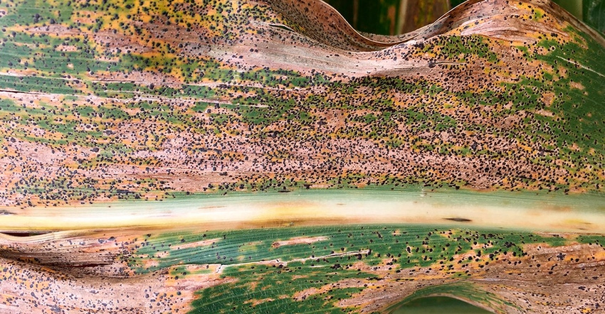 CAAG2FUNG051_native_FarmProgress_1540x800_static_200K.jpg CAAG2FUNG051_native_FarmProgress_1540x800_static_200K.jpg