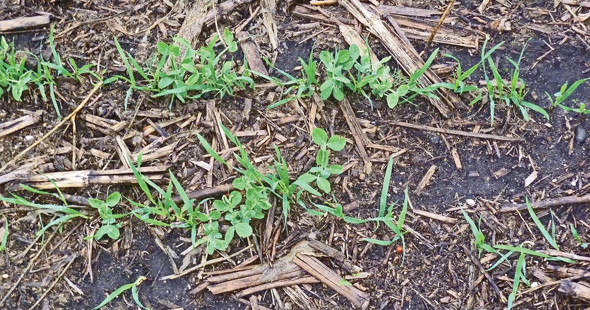 What’s the best way to terminate cover crops?