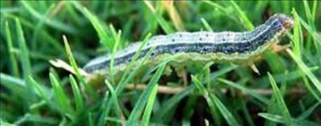 army_worms_are_move_scout_fields_especially_alfalfa_1_636105287673874927.jpg