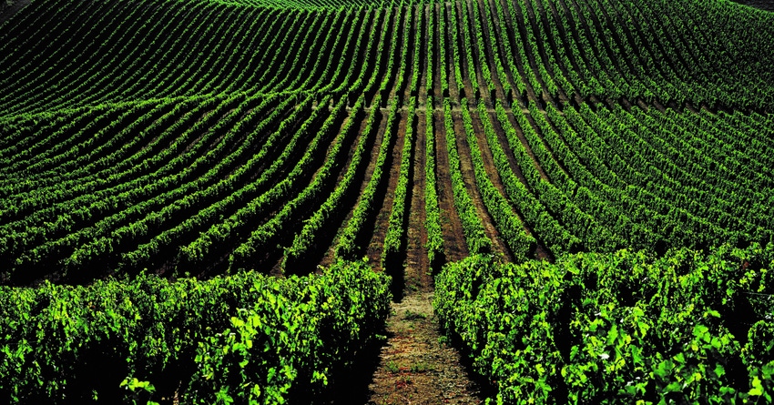WFP-wine-institute-vineyard.jpg WFP-wine-institute-vineyard.jpg