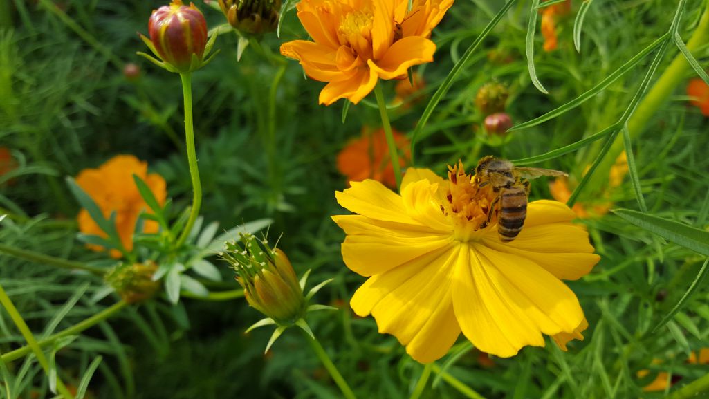 Top Must Have Wildflowers for Bees- Carolina Honeybees
