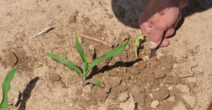 healthy corn seedling growing next to smaller, unhealthy corn seedling in field 