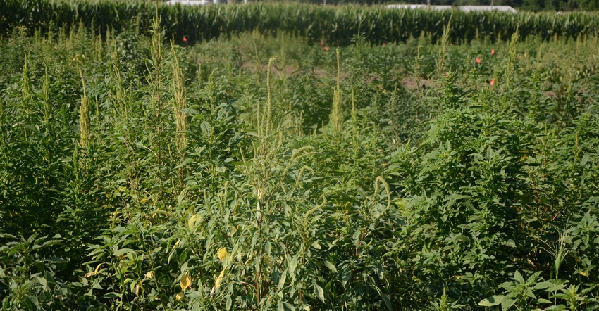 Herbicide resistance weeds