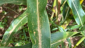 new disease on corn leaf