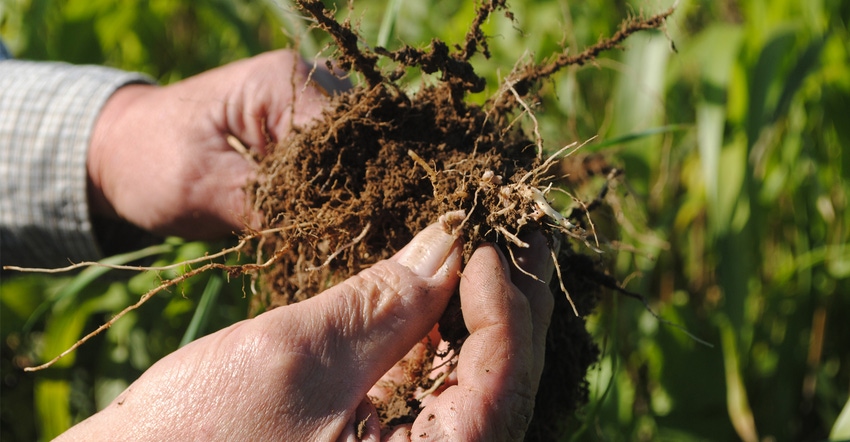 Hand holding soil