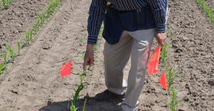 Dave Nanda marking corn stands in the field
