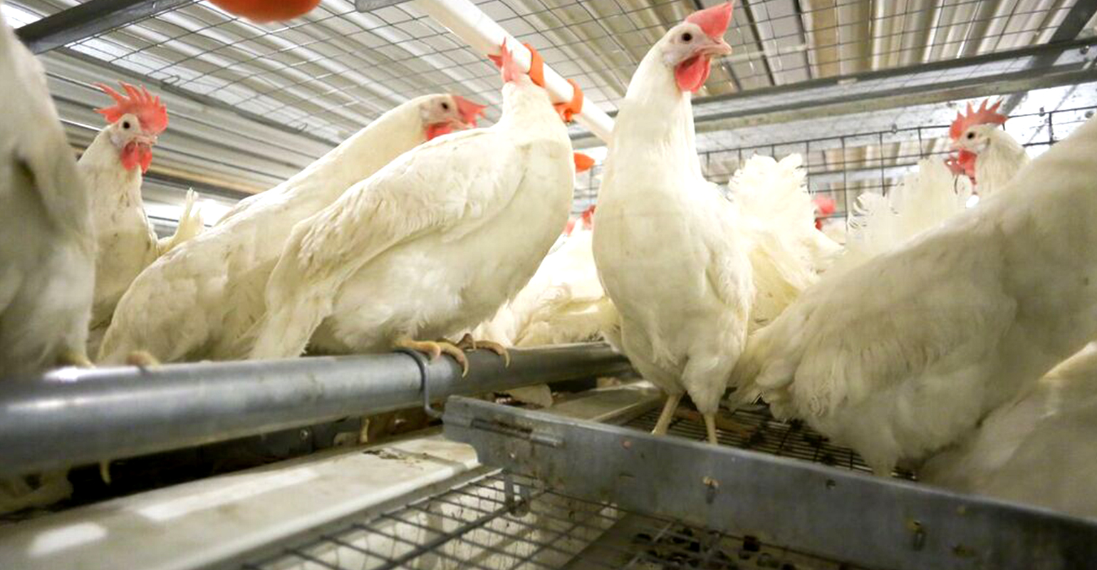 47th annual Midwest Poultry Federation Convention moves to Minneapolis