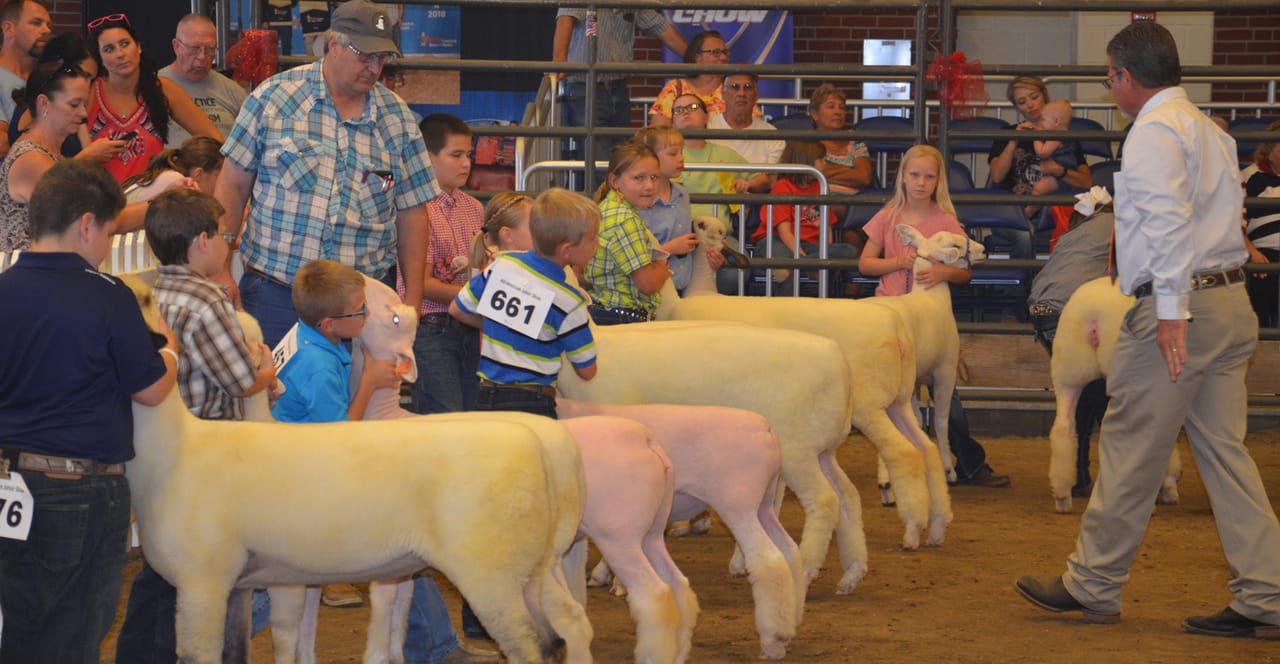 Sheep Show Stack Indiana hosts thousands of sheep, sheep lovers