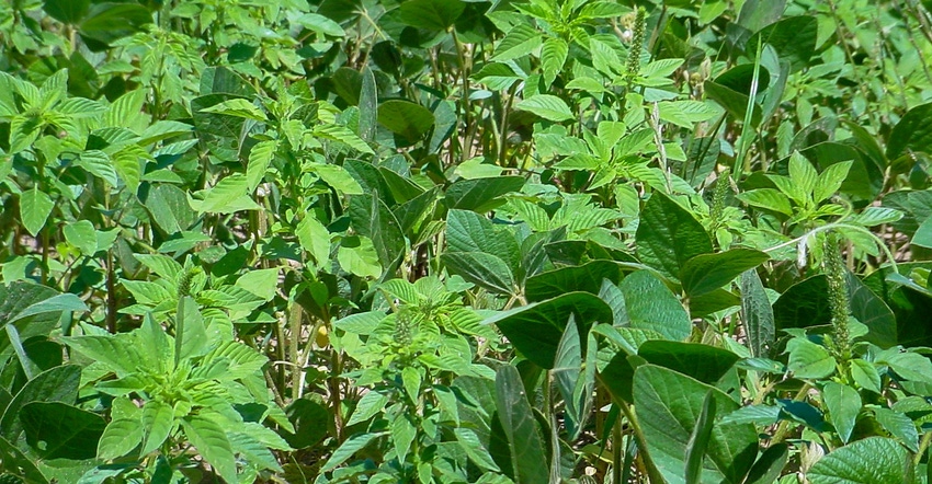Close up of the palmer amaranth weed