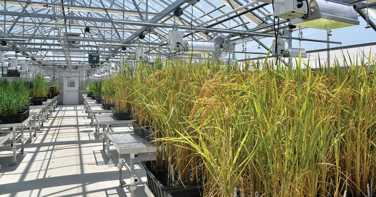 Arkansas rice research makes a big leap forward