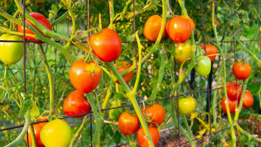Tomatoes on vines growing on a wired fence