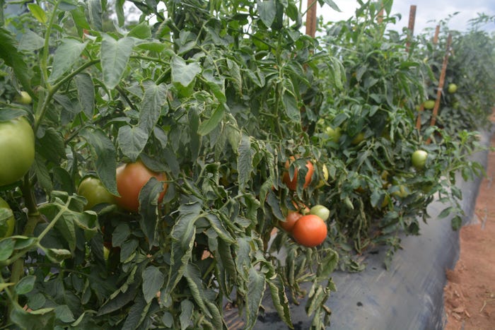 John_Hart_Farm_Press_Tomto_Plants.jpg