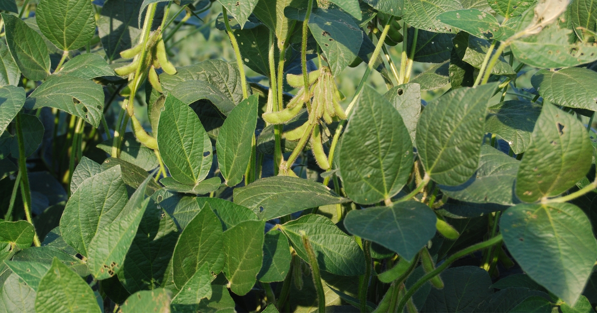 Synching soybeans with rain