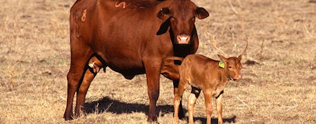 high_cattle_prices_drive_potential_increase_animal_theft_1_635461224604457089.jpg