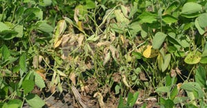 Phytophthora root and stem rot 