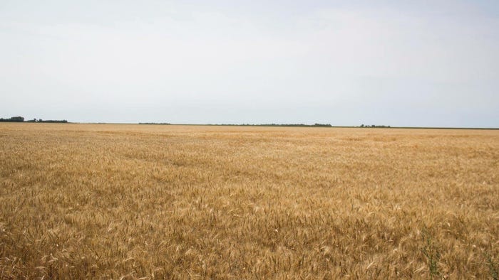 Wheat field Wheat field