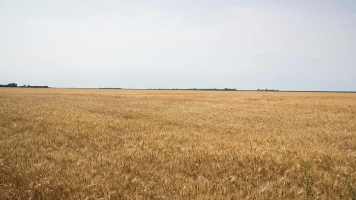 Wheat field