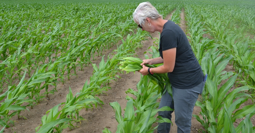 Betsy Bower demonstrates how to pull a tissue sample from five-leaf corn