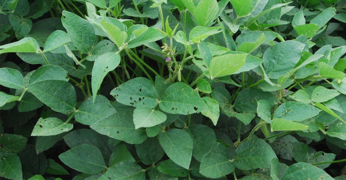 Close-up of soybean plant with eaten leaves